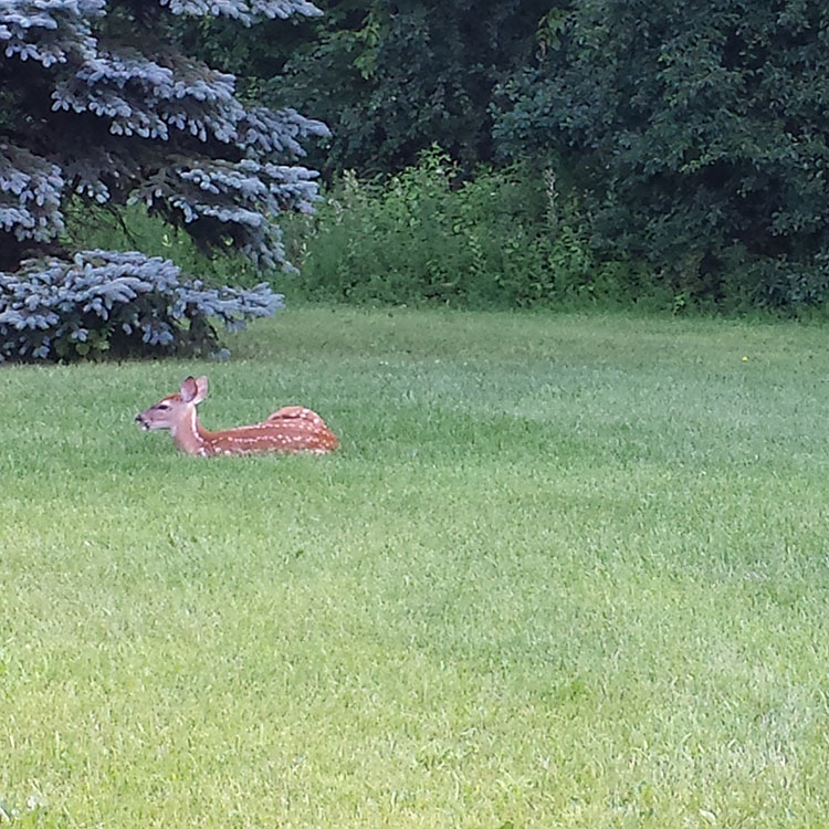 Baby Fawns at The Woods